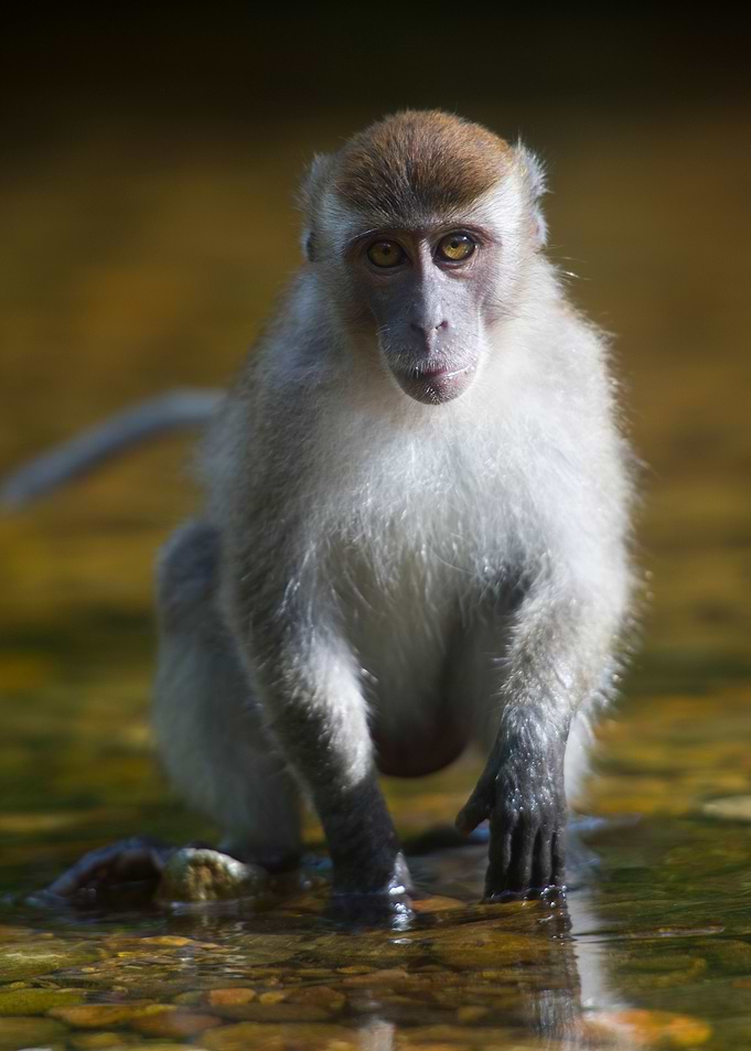 monkey boy