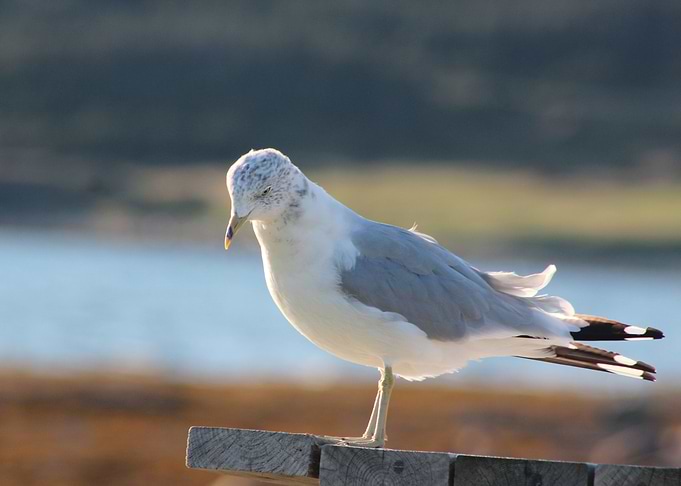 Seagull