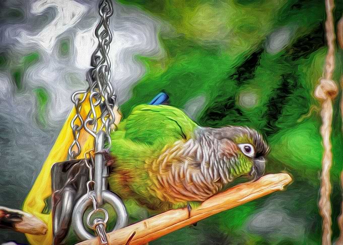 Playful Parrot