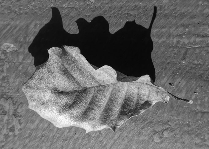 Leave shadow