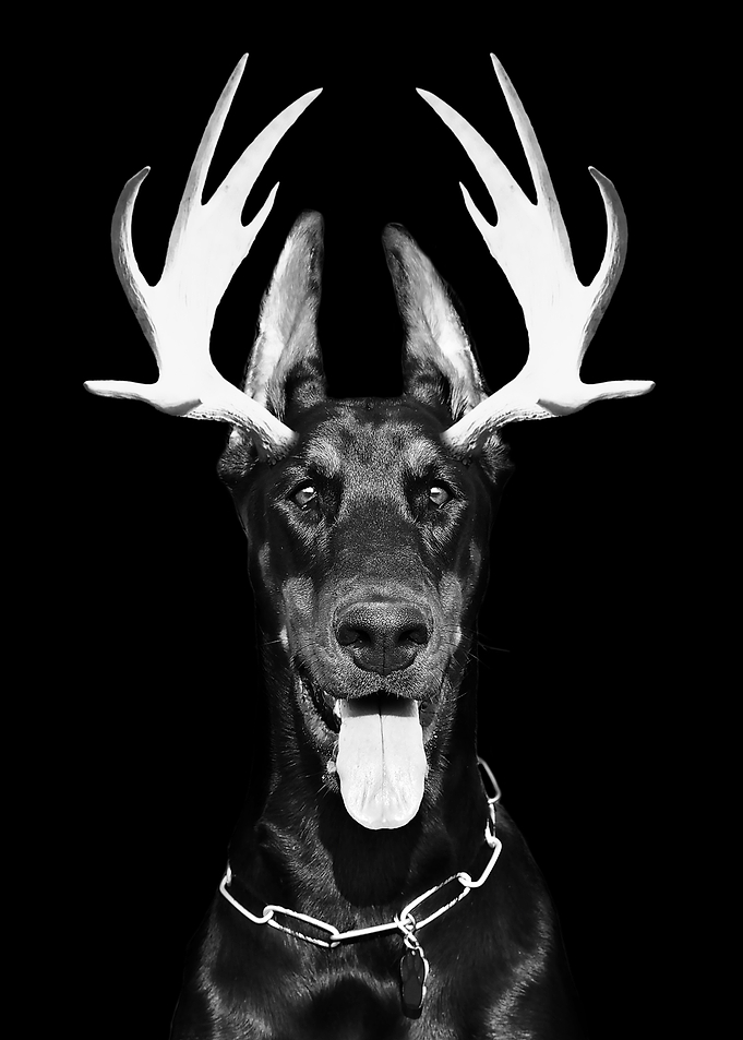 Dobberman antlers