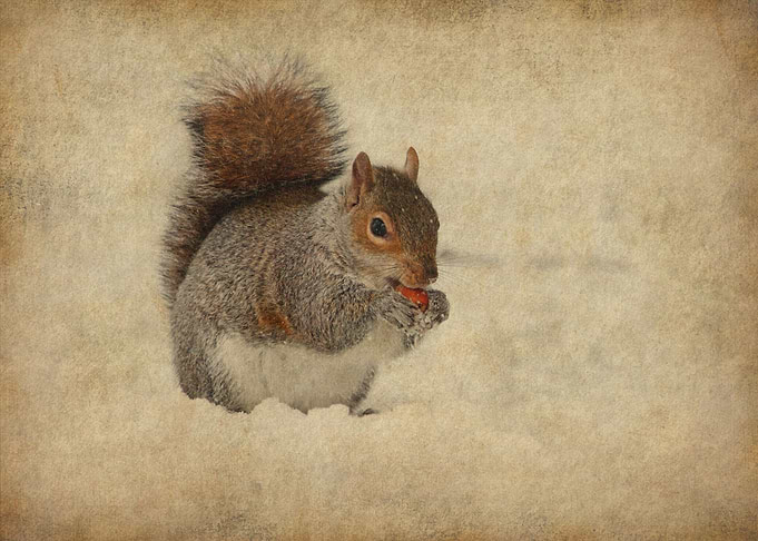 Squirrel