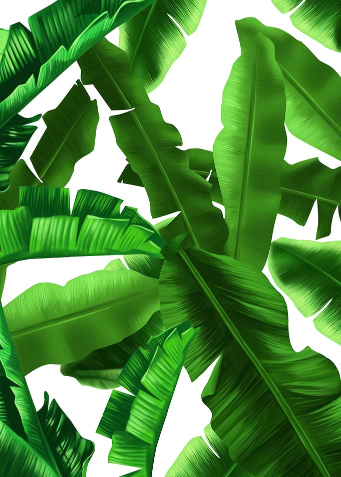 tropical leaf pattern