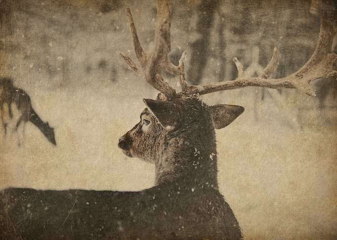 Deer