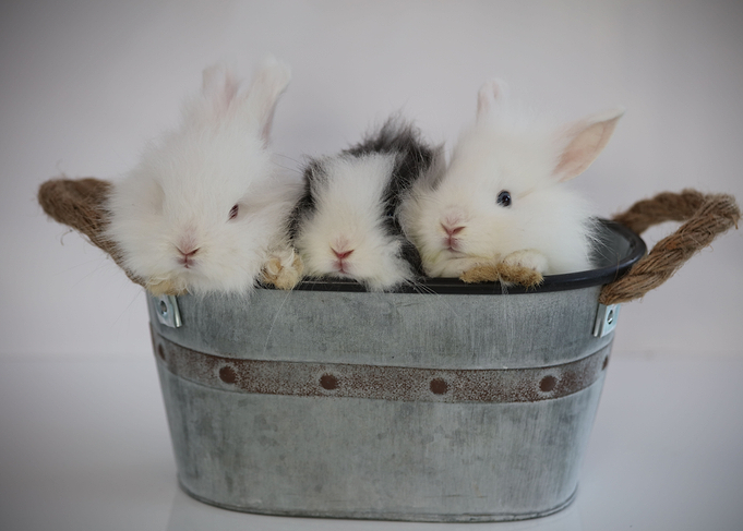 Growing Bunnies