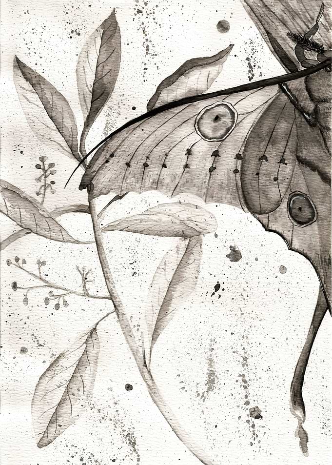 Madagascar Moon Moth
