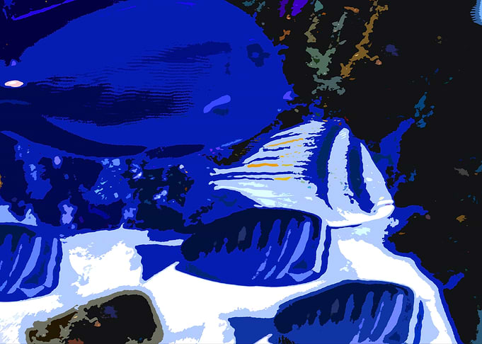 Gulf fish