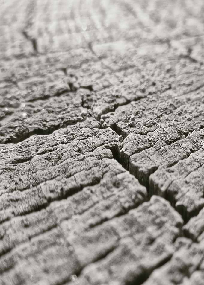 Wood