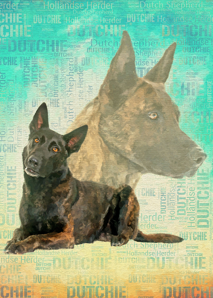 Dutch Shepherd Dutchie