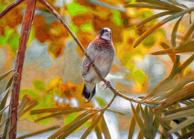 Tropical Bird in a Tree