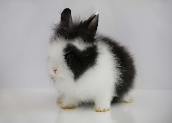 Bunny love