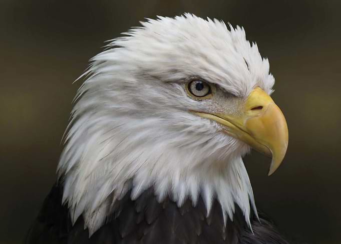 The American Bald Eagle