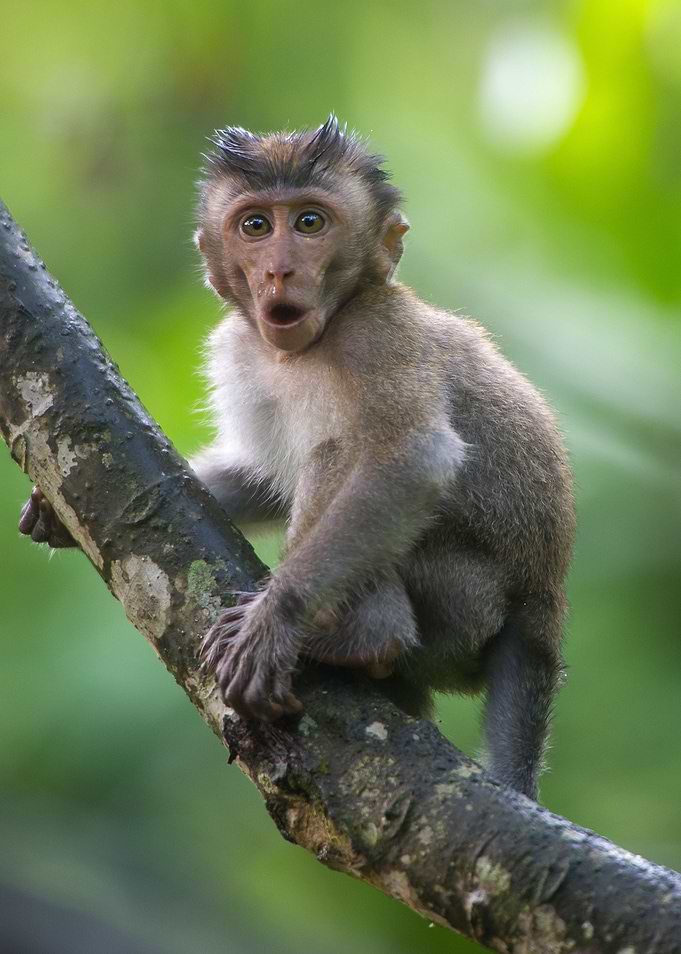 Monkey baby