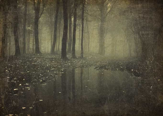 Foggy Landscape