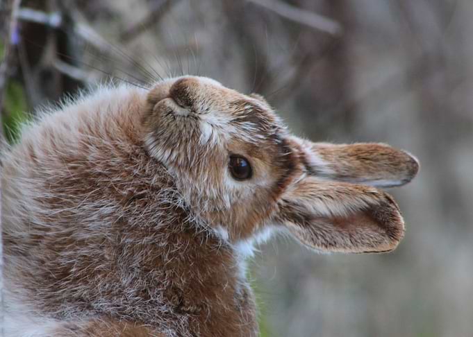 Snowshoe Hare