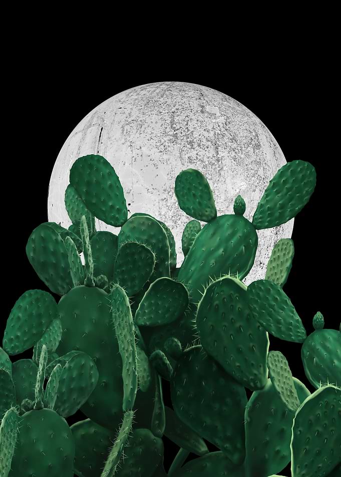 Night desert garden