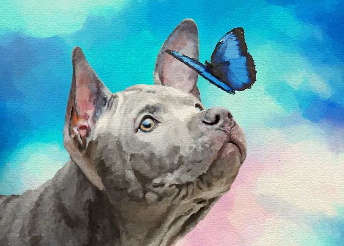 Thai Ridgeback Dog