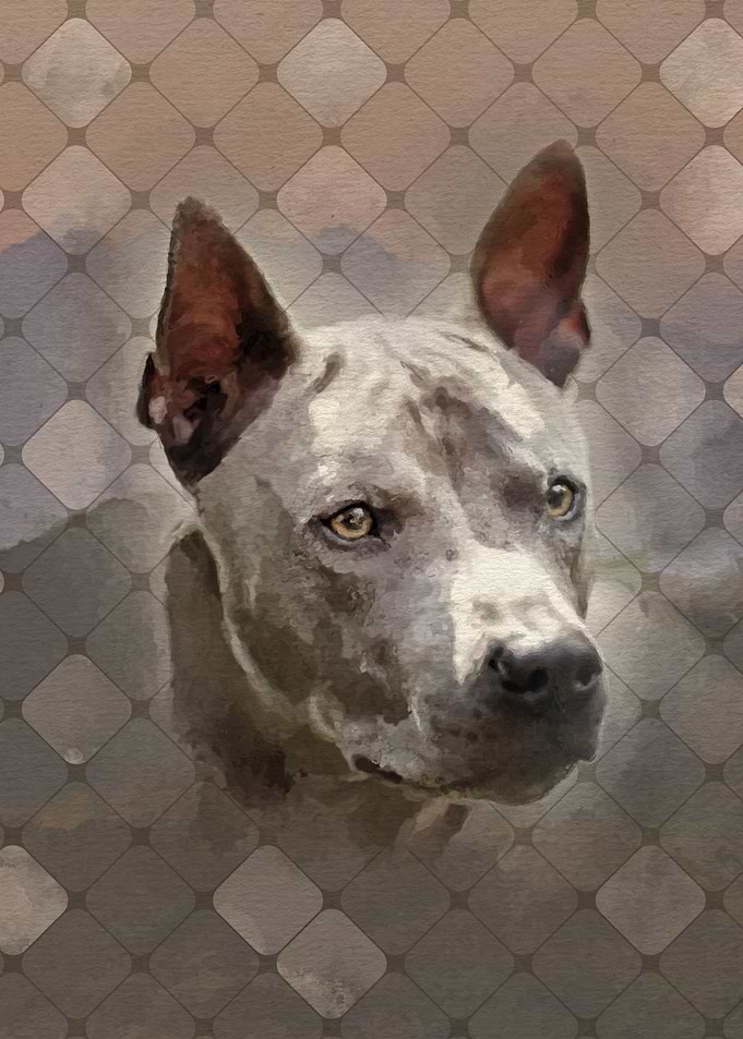 Thai Ridgeback Dog