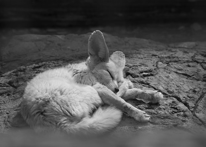 Sleeping beauty