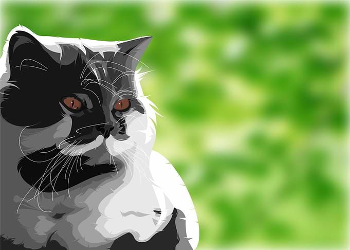 Cat illustration