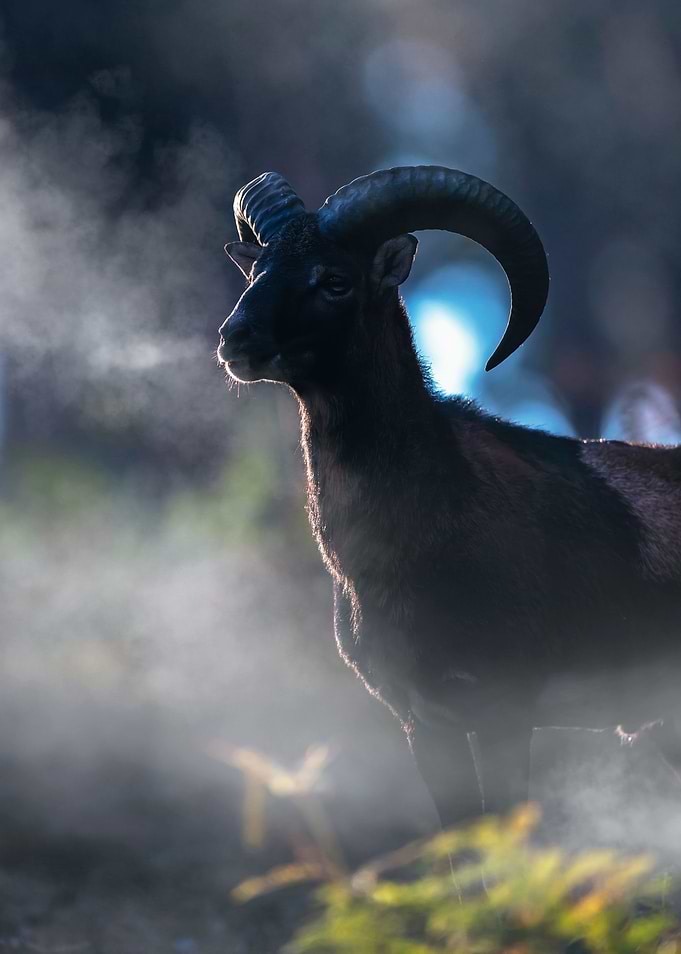 Horns in the Mist