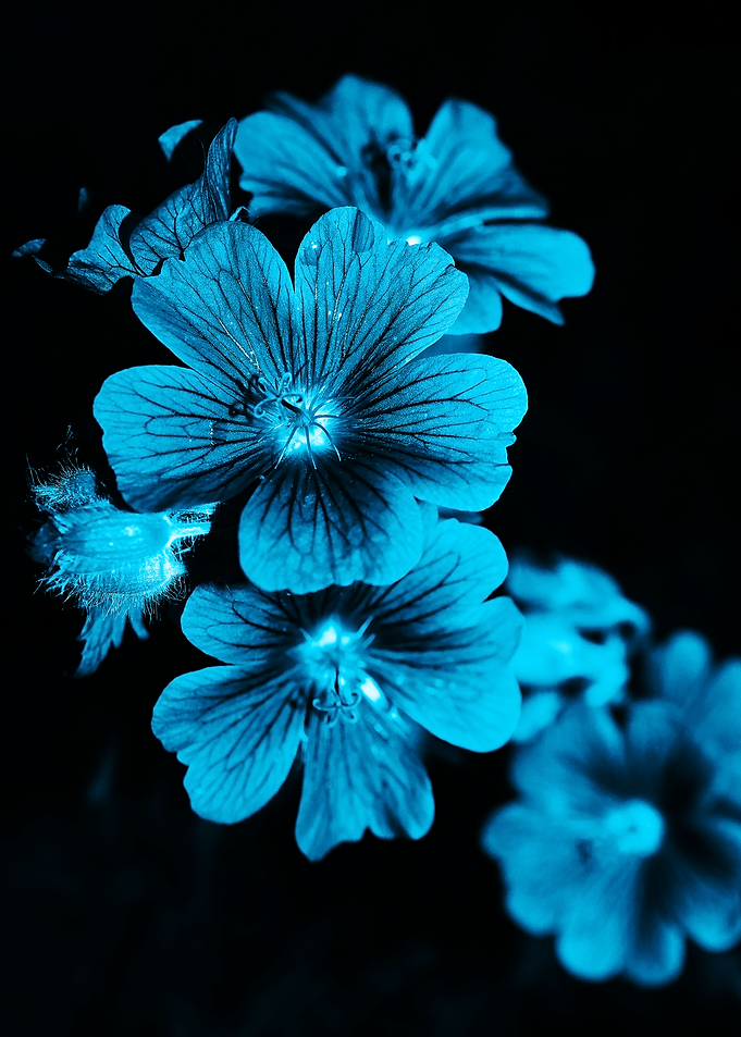 flowers 92
