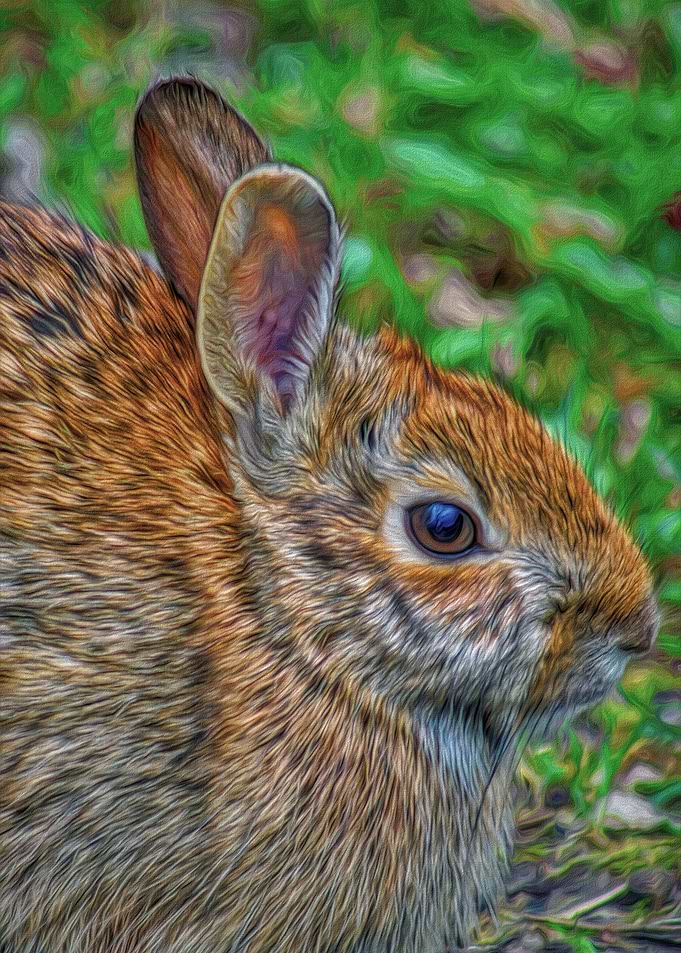 Peter Rabbit