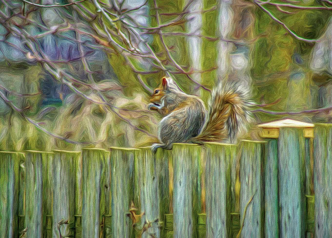 Ssquirrel on a Fence