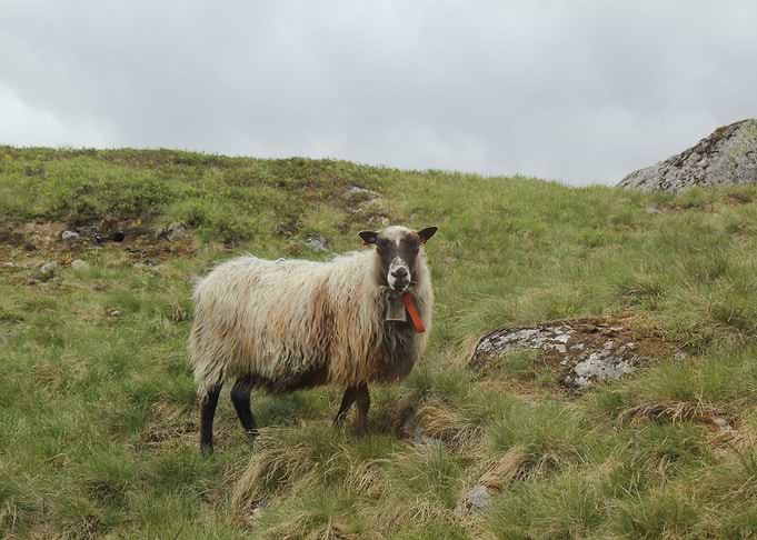 Proud sheep