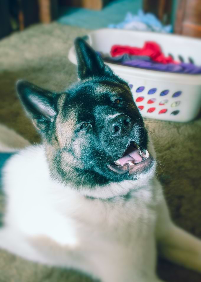 Smiles For Miles