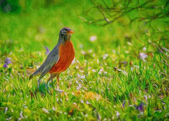 Robin Red Breast