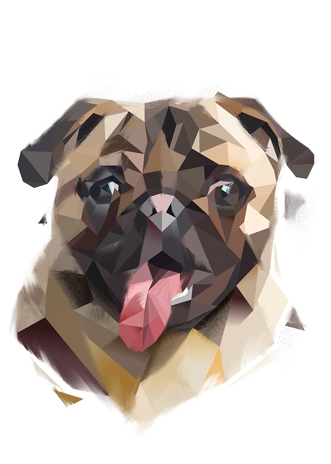 Pug