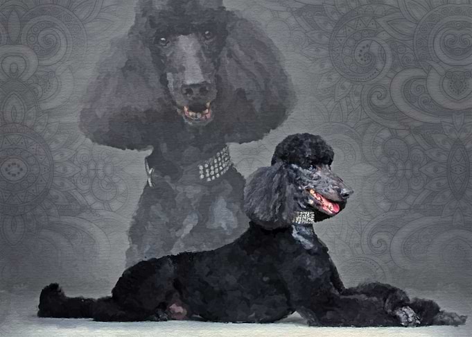 Black Standard Poodle
