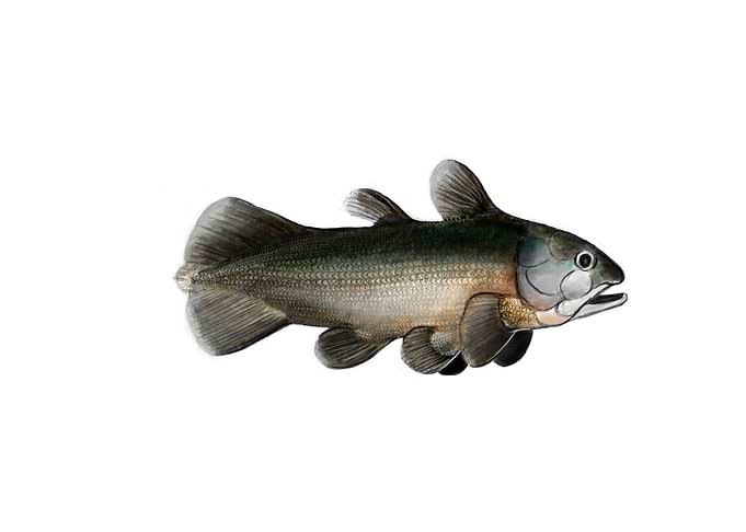 Undina penicillata