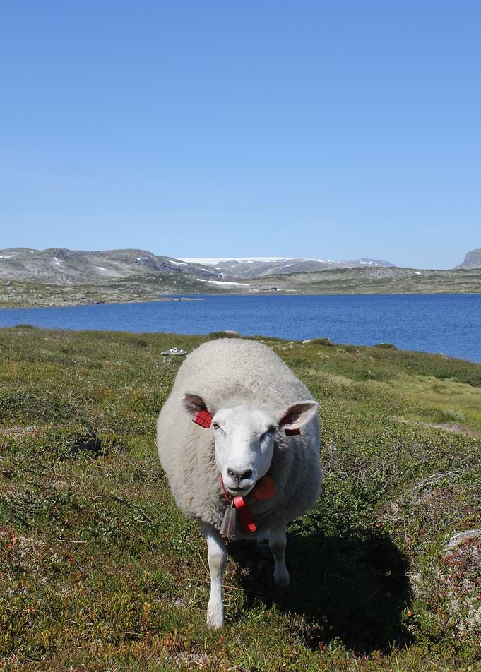 Sheep