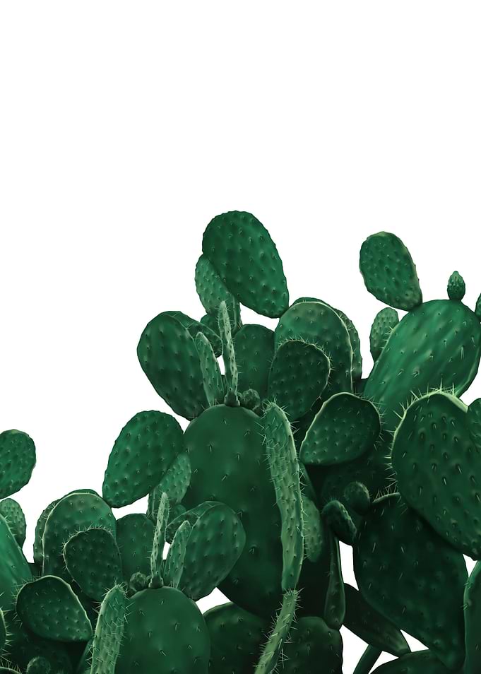 Desert garden
