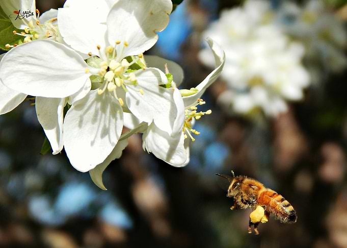 Bee in Flight