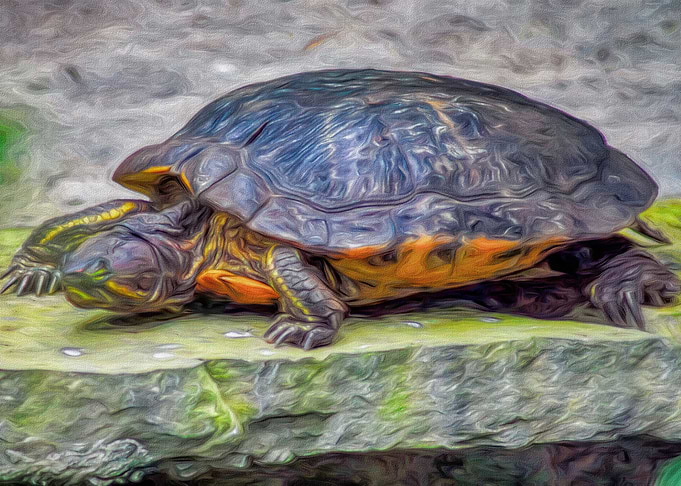 Big Turtle
