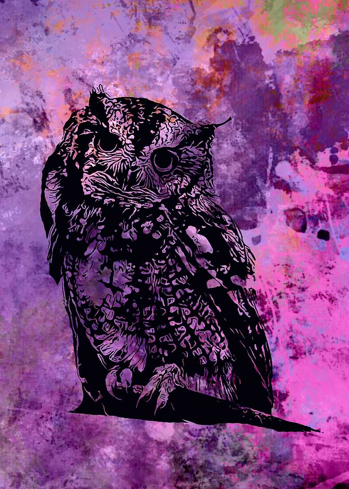 black owl