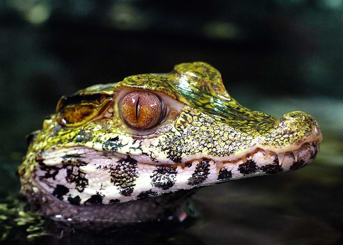 Caiman Croco