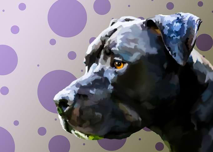 American Staffordshire