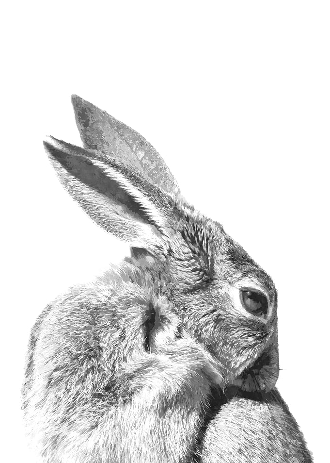 Black and White Rabbit
