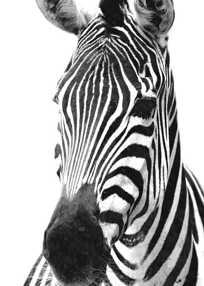 Black and White Zebra