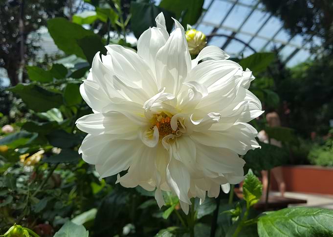 White Bloom Flower Power