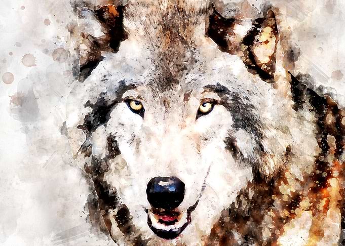 Watercolor Wolf