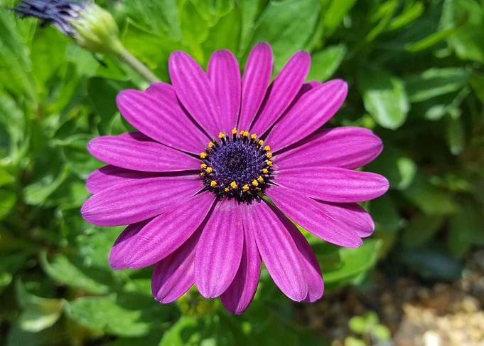 Fuschia Flower Power