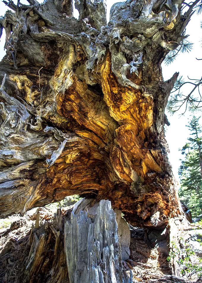 Fallen Tree