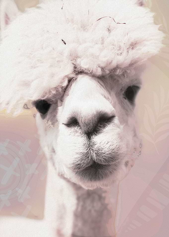 llama rama