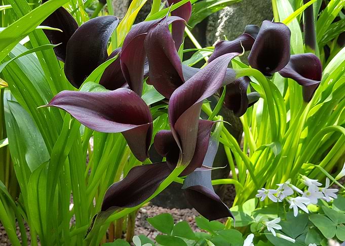 Choco Lips Flower Power