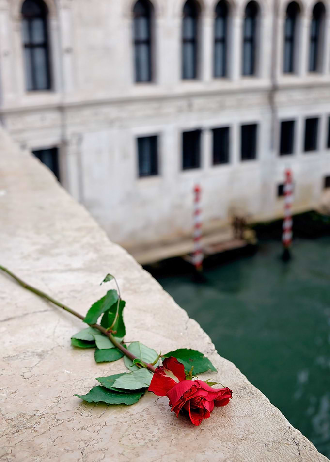Romantic Rose